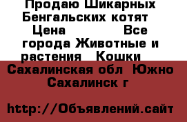 Продаю Шикарных Бенгальских котят › Цена ­ 17 000 - Все города Животные и растения » Кошки   . Сахалинская обл.,Южно-Сахалинск г.